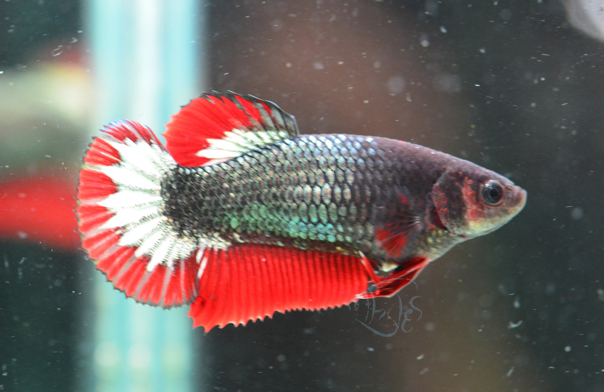 Copper Red HMPK Female