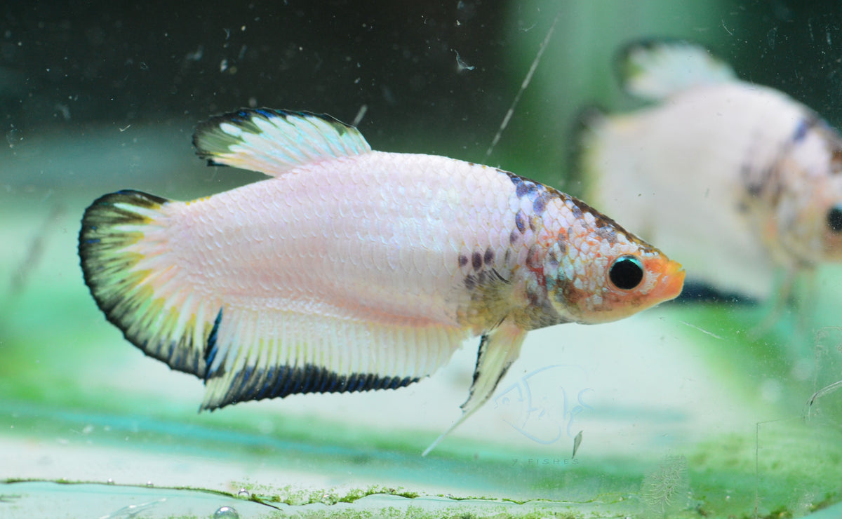 Blue Rim HMPK Female