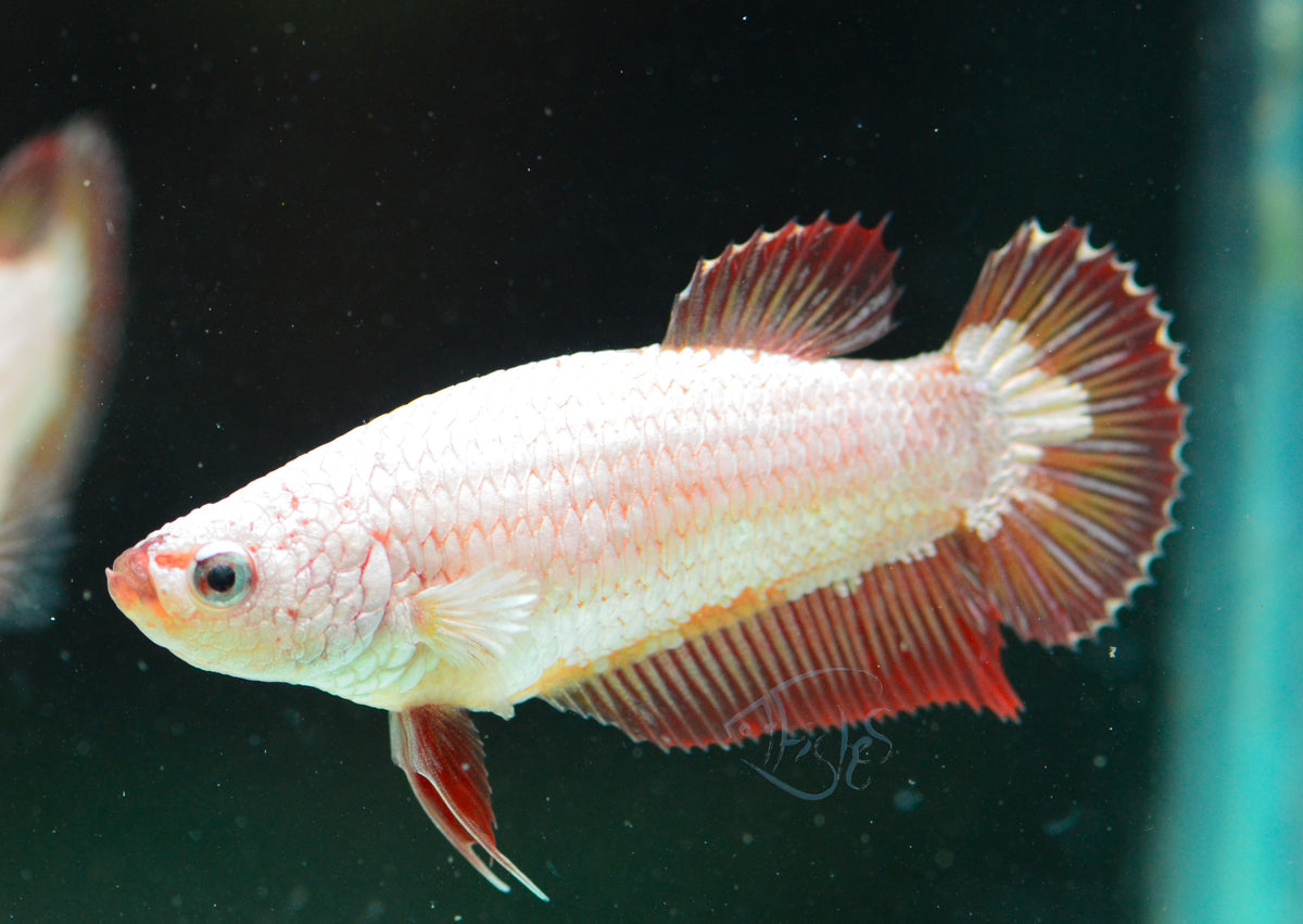 Red Dragon HMPK Female