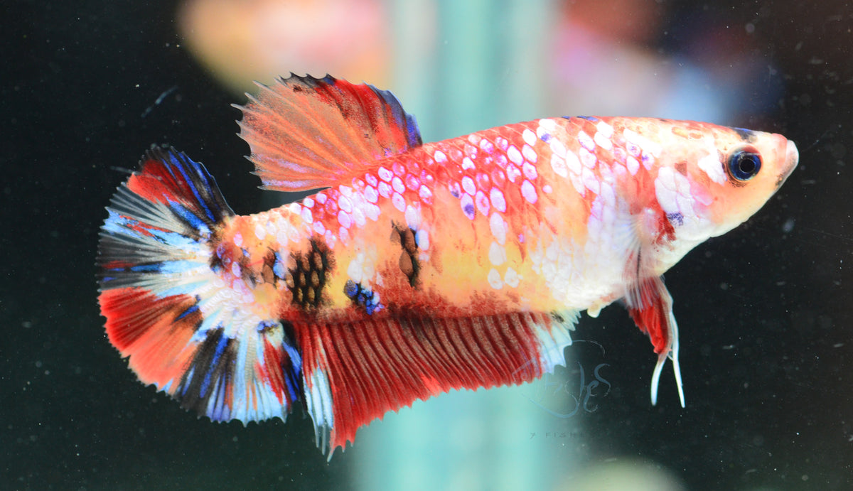 Nemo HMPK Female