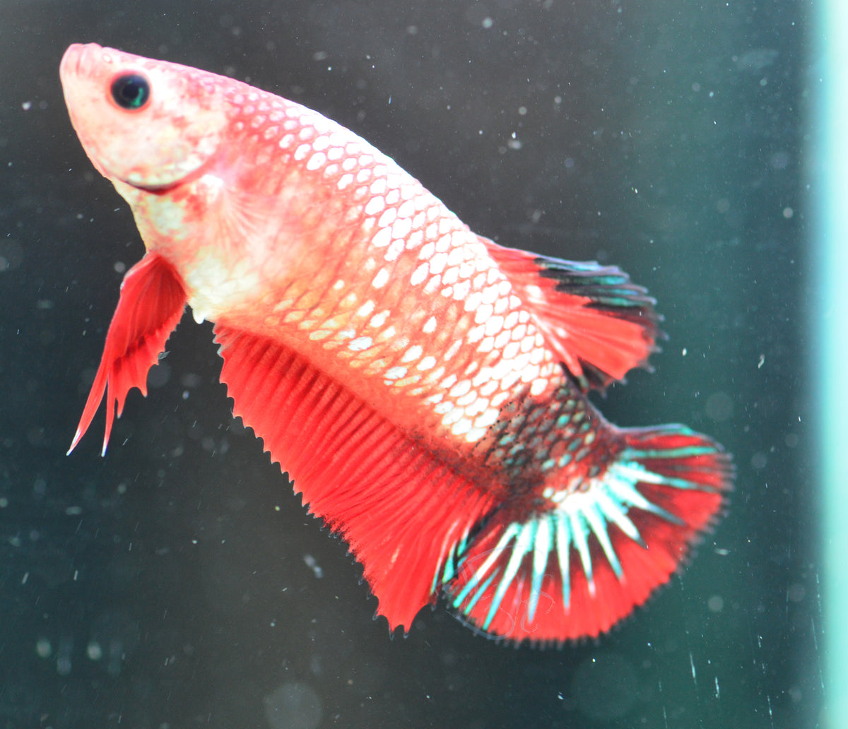 Red Fancy HMPK Female