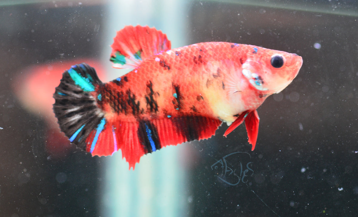Koi HMPK Female