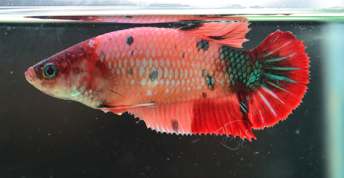 Nemo HMPK Female