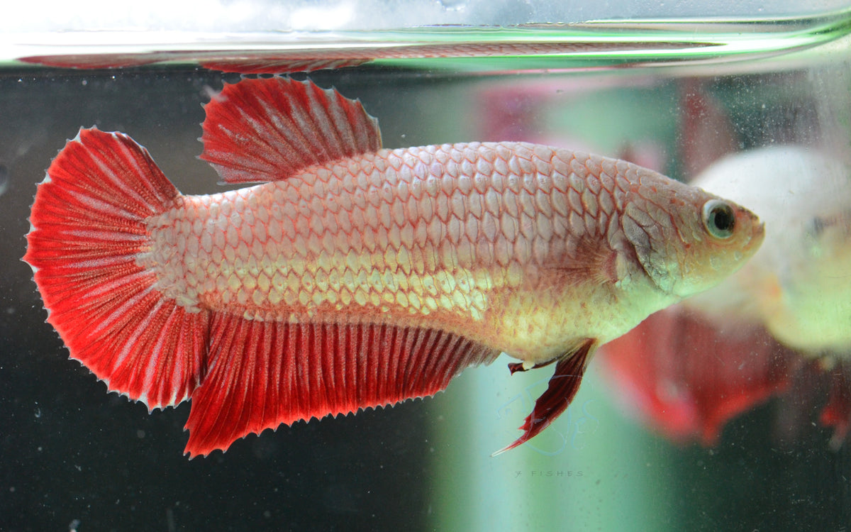 Red Dragon HMPK Female