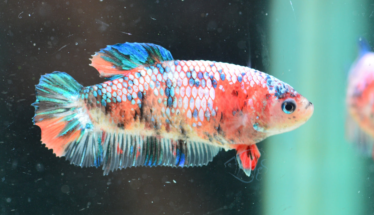 Multicolour HMPK Female