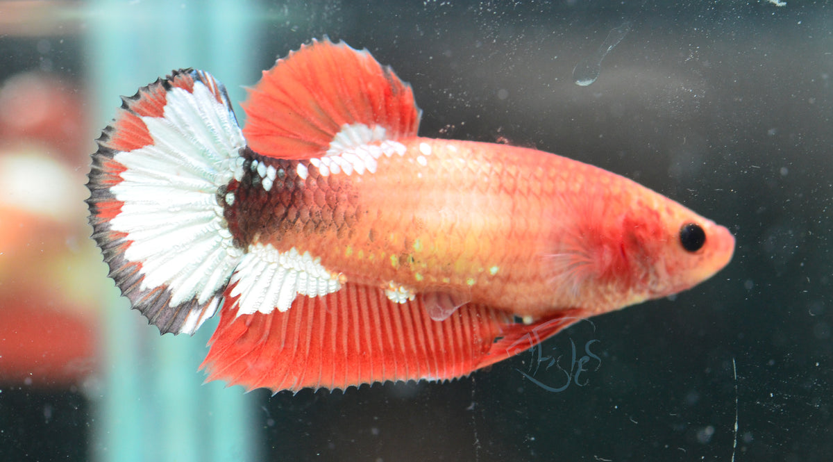 Orange Fancy HMPK Female