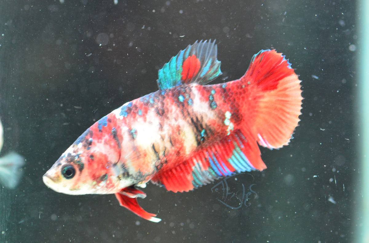 Red Koi HMPK Female