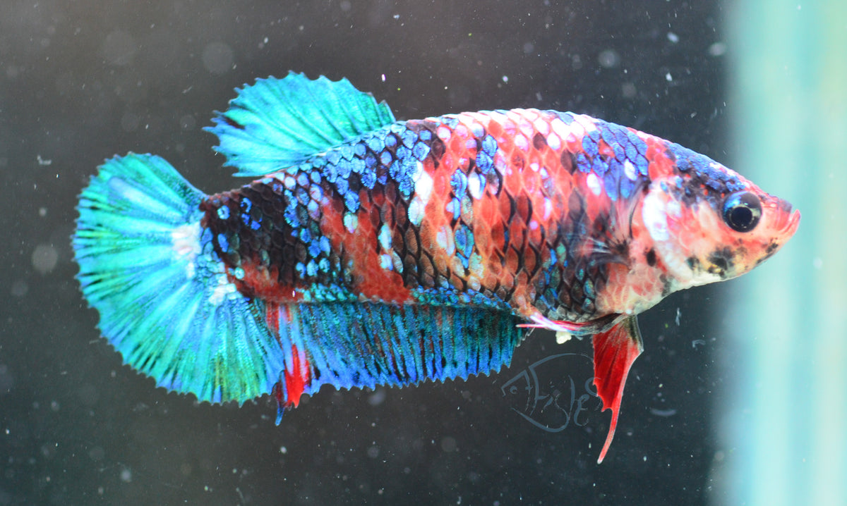Red Galaxy HMPK Female