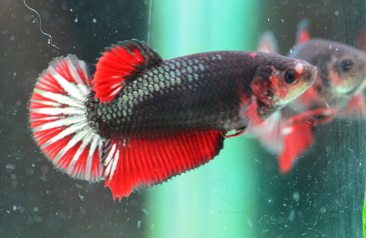 Copper Red HMPK Female