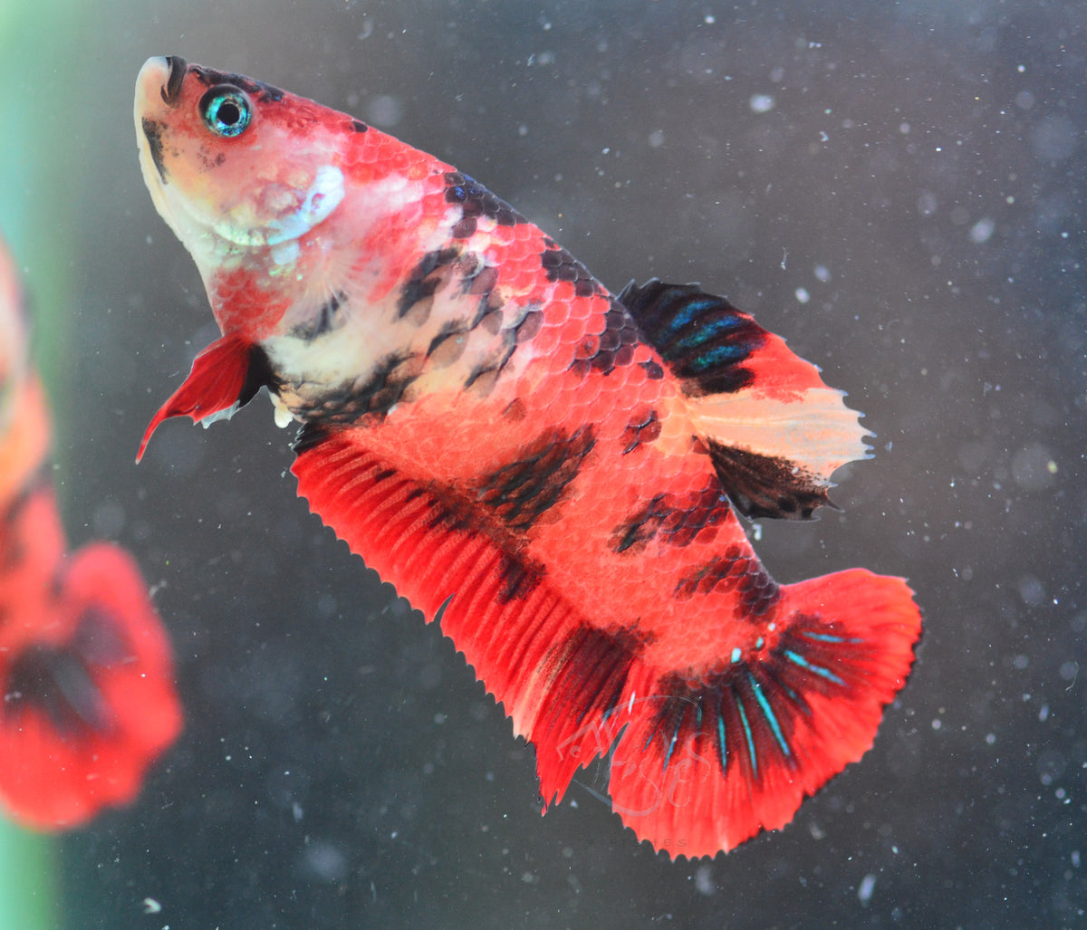 Red Tiger HMPK Female