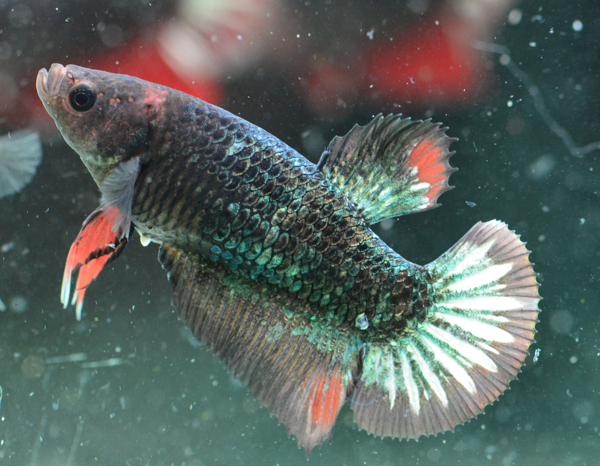 Copper HMPK Female