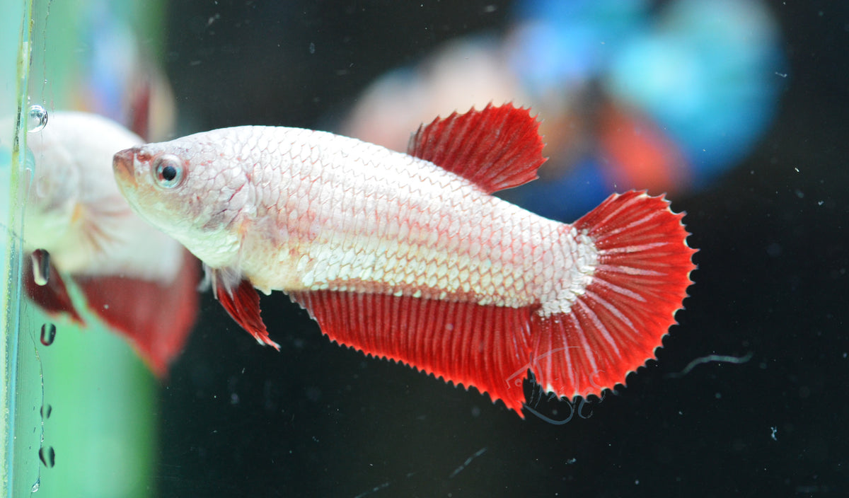 Red Dragon HMPK Female