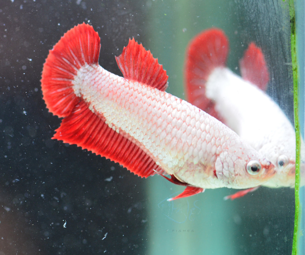 Red Dragon HMPK Female