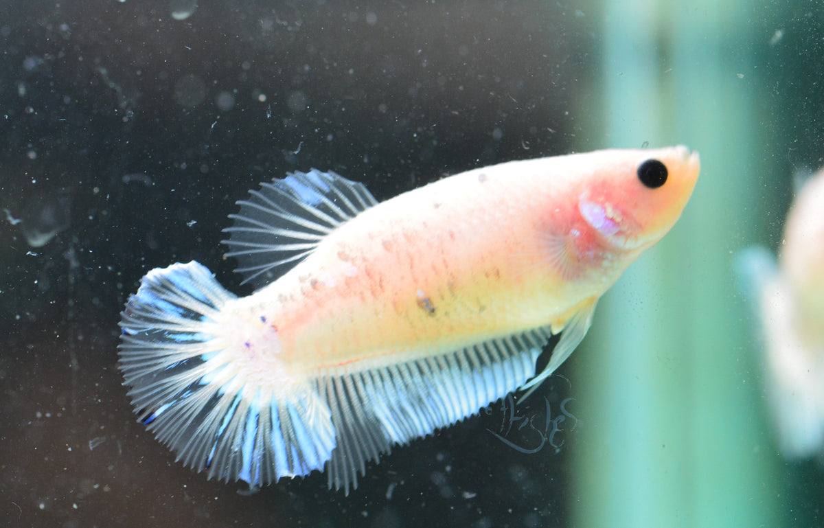 Opal HMPK Female