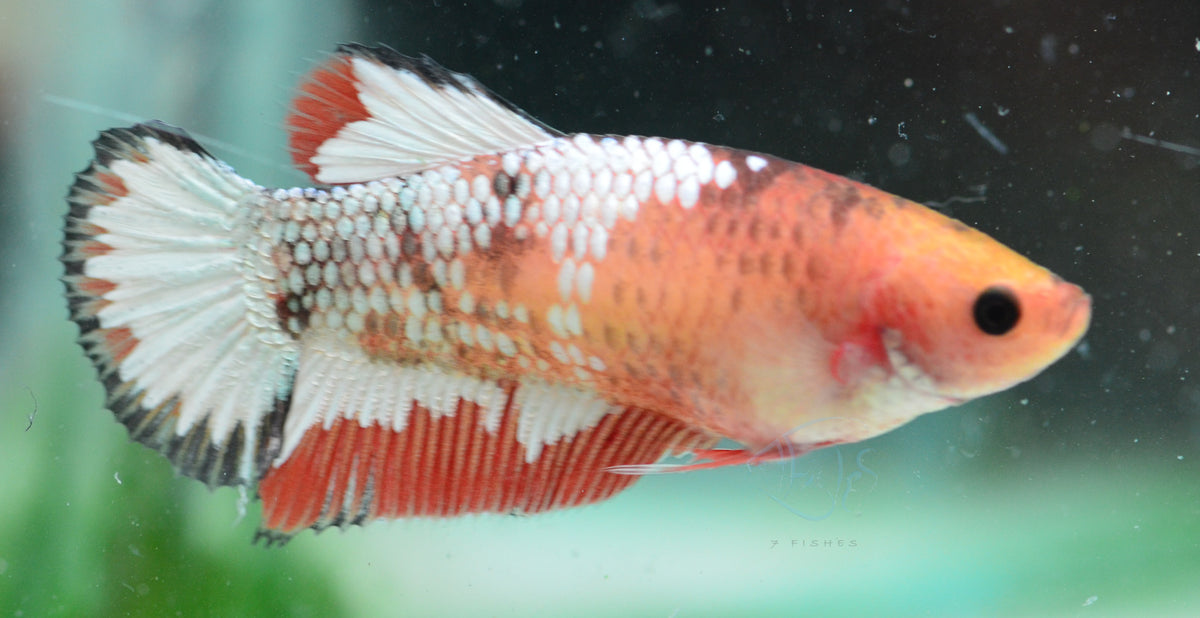 Orange Fancy HMPK Female