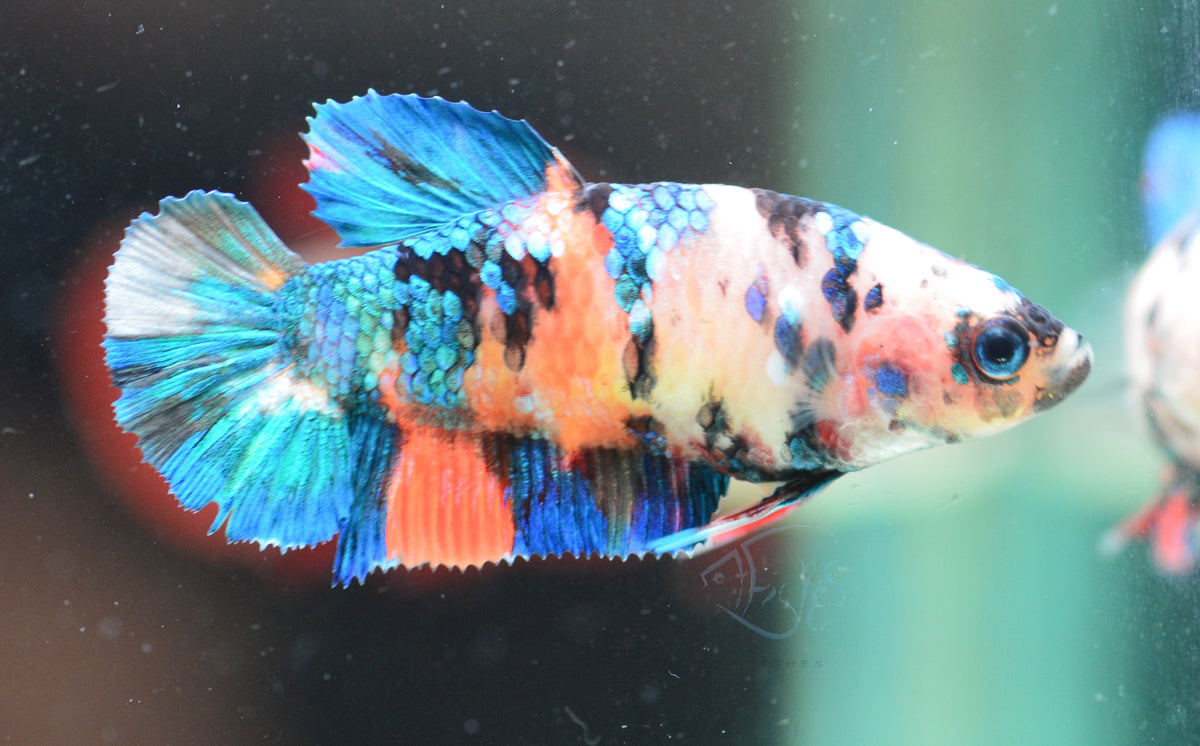 Nemo HMPK Female