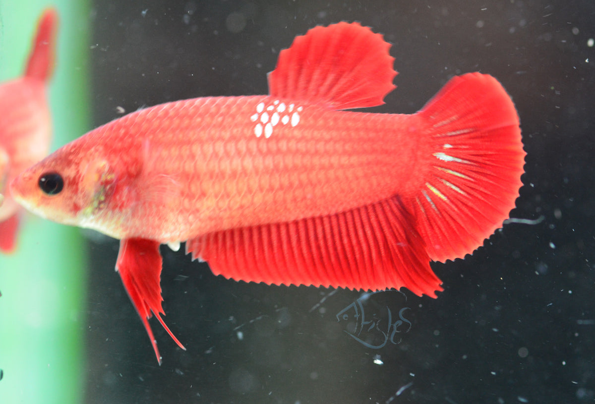 Red Fancy HMPK Female
