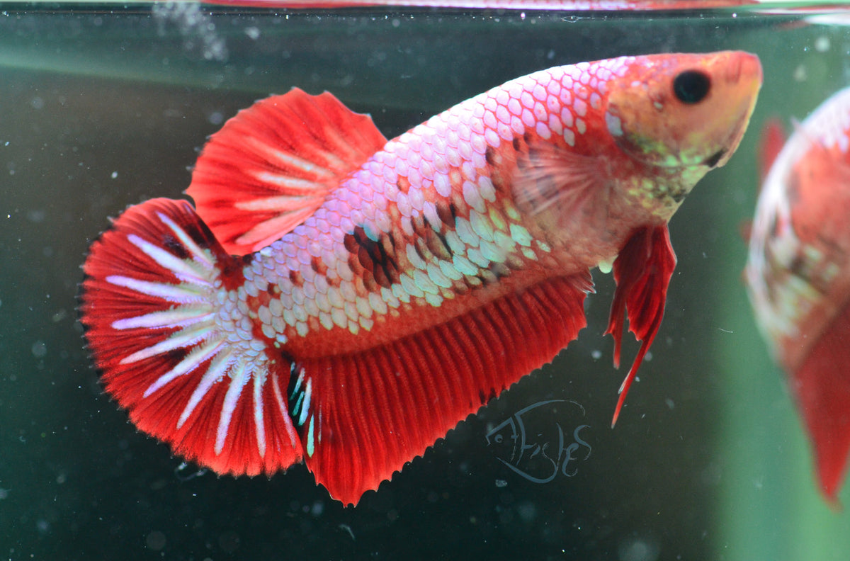 Red Fancy HMPK Female