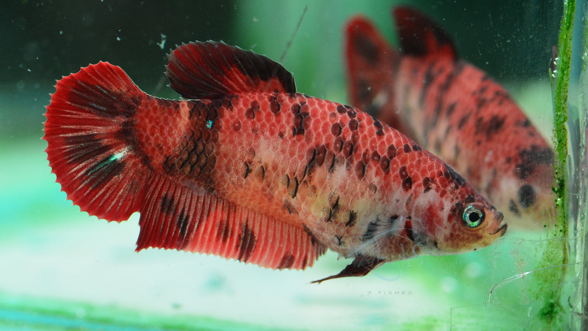 Red Tiger HMPK Female