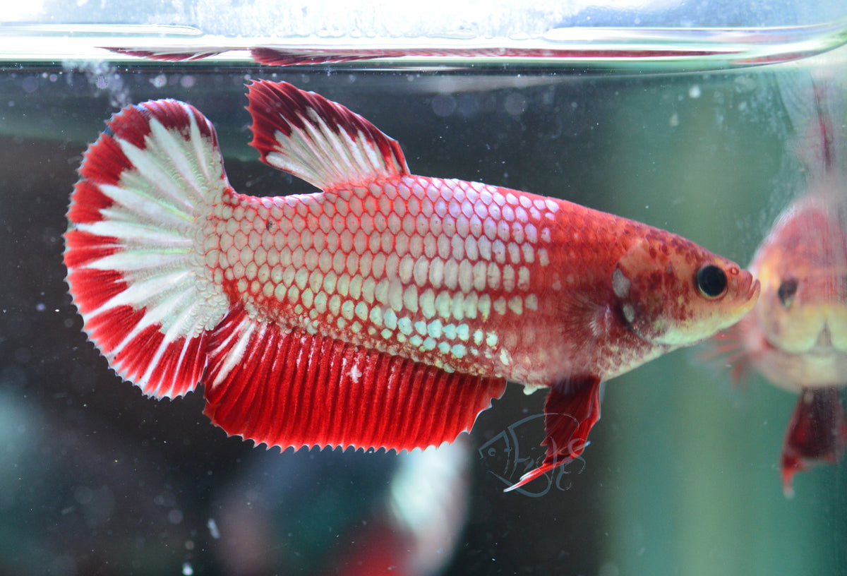 Red Fancy HMPK Female