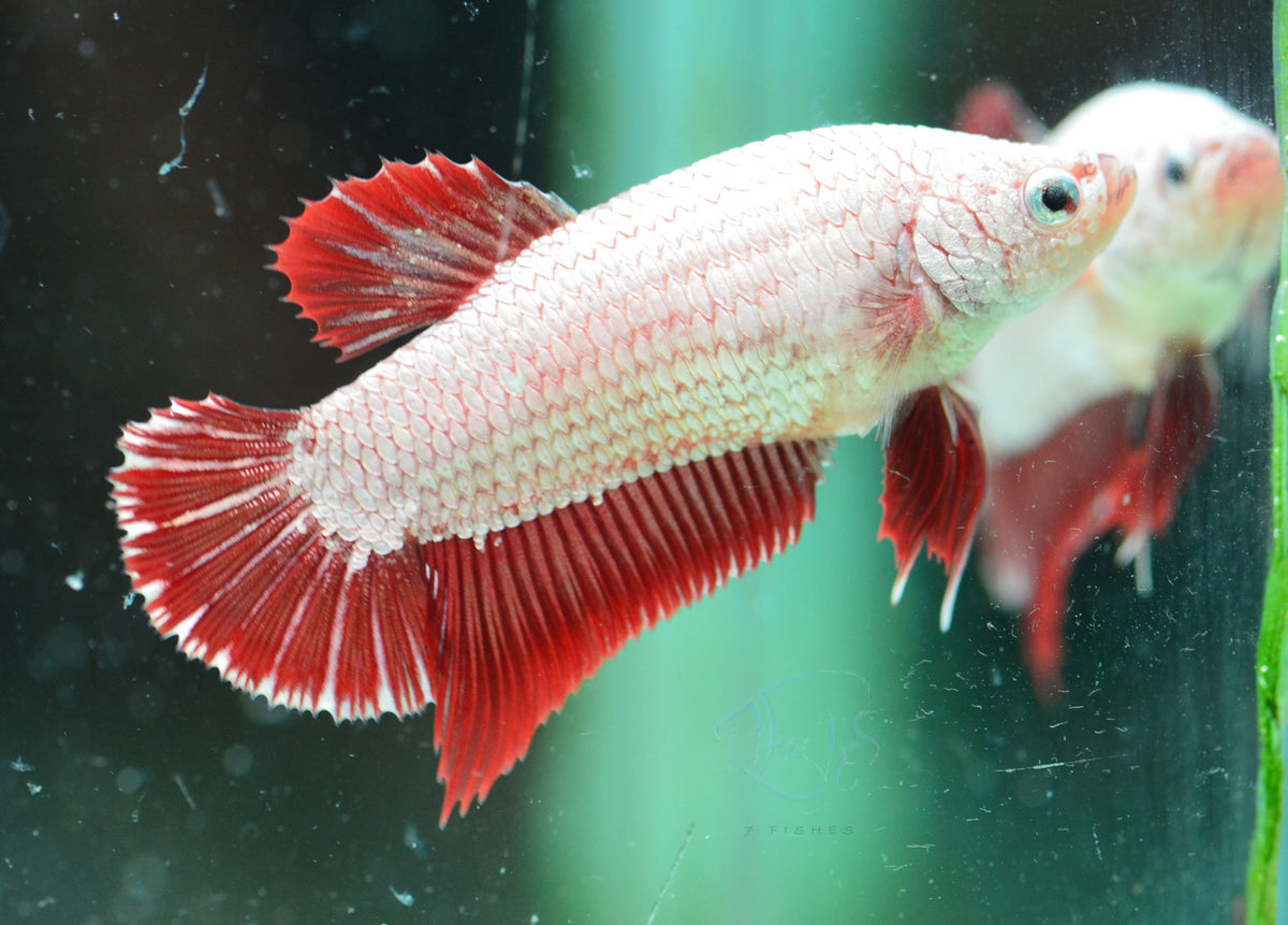 Red Dragon HMPK Female