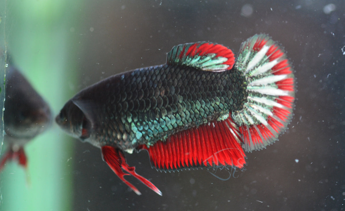 Copper Red HMPK Female