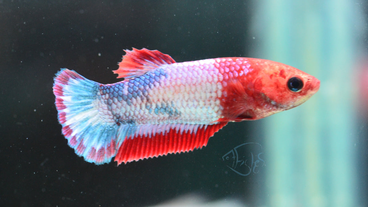 Red Fancy Plakat Female