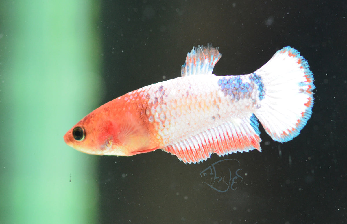 Orange Fancy Plakat Female