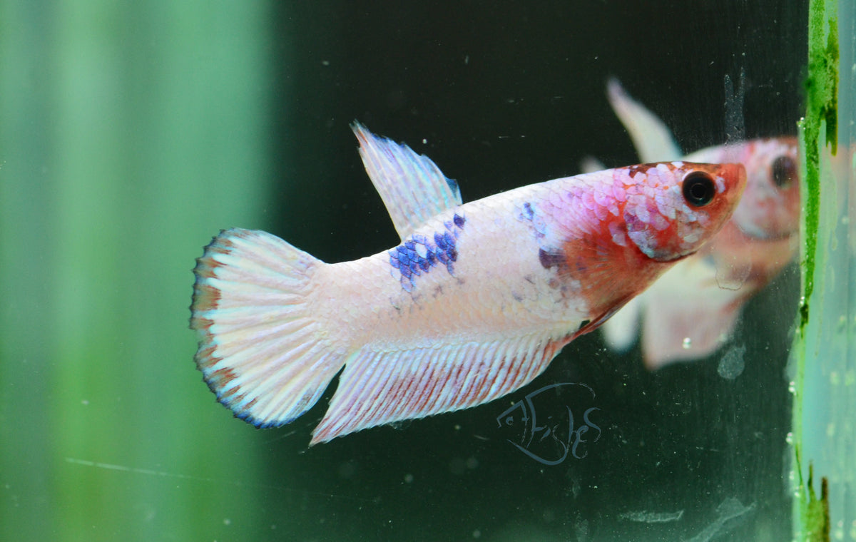 Pastel Fancy Plakat Female