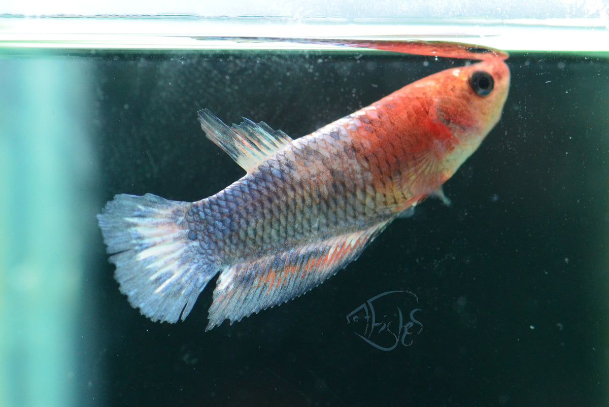 Pastel Fancy Plakat Female
