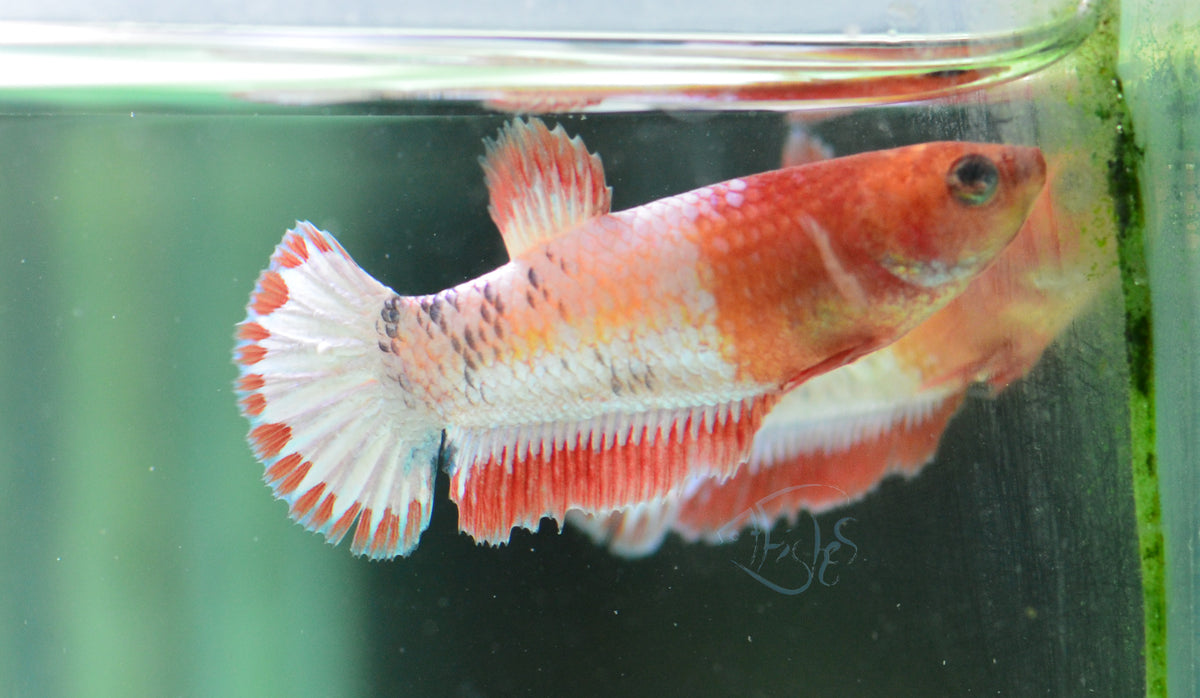Orange Fancy Plakat Female