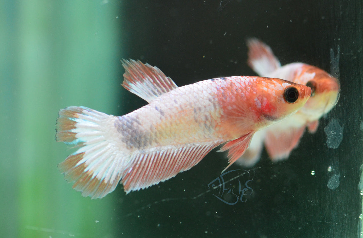 Orange Fancy Plakat Female