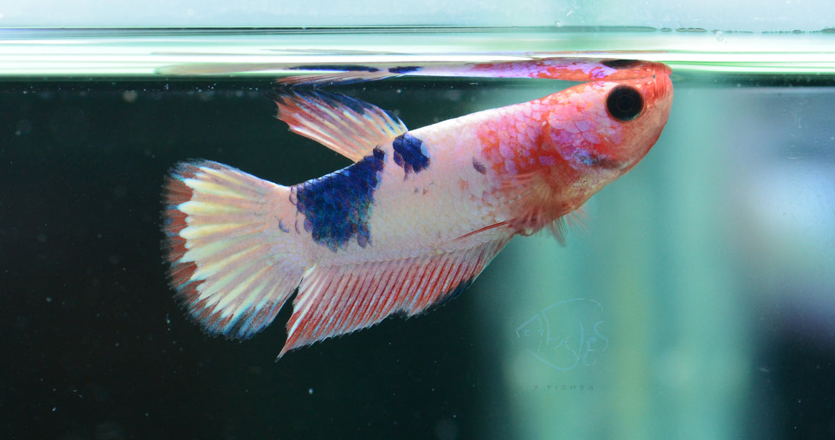 Pastel Fancy Plakat Female
