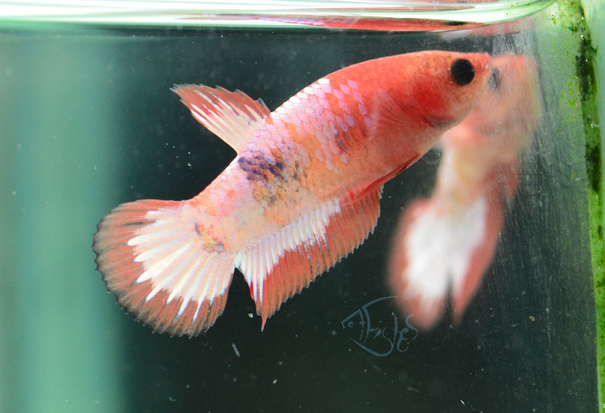 Orange Fancy Plakat Female