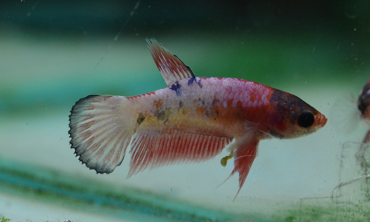 Orange Fancy Plakat Female
