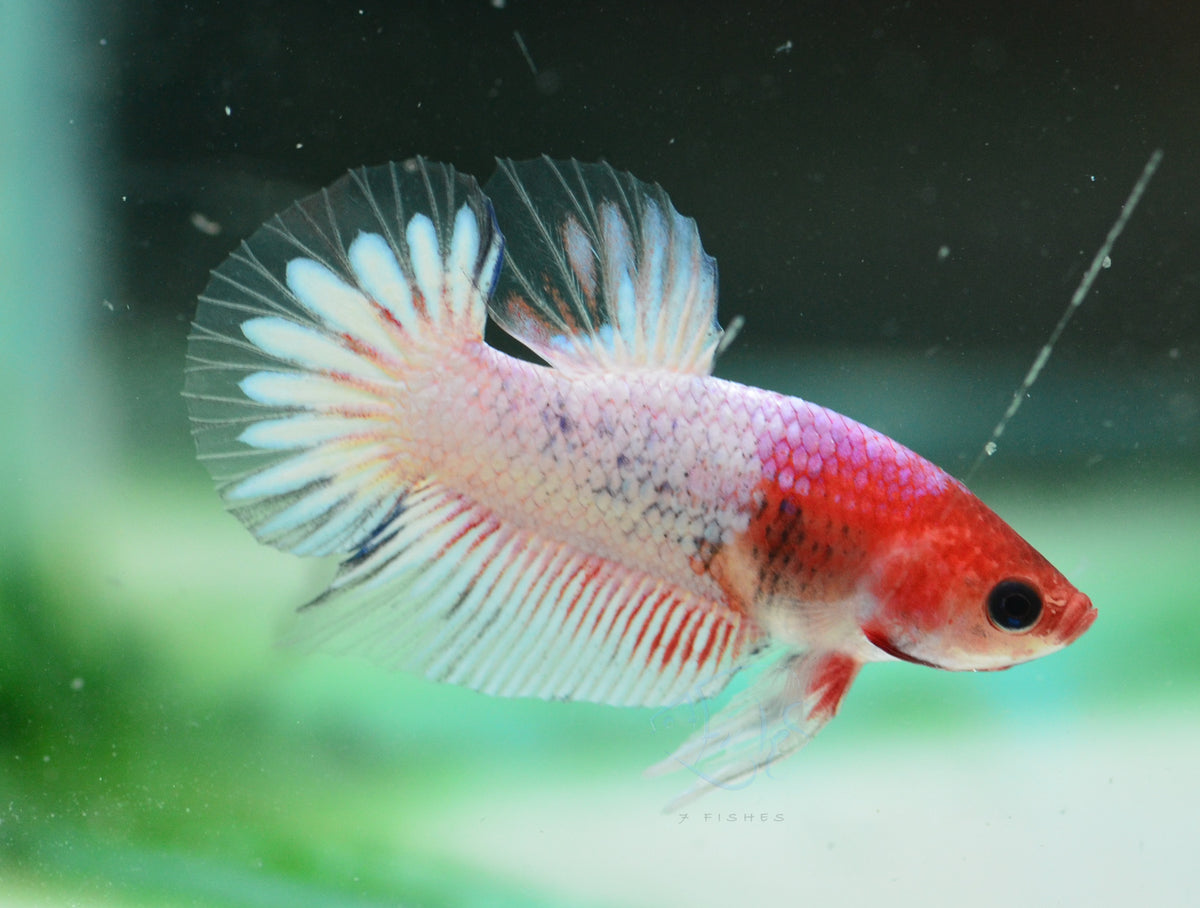 Ghost Fancy Plakat Male