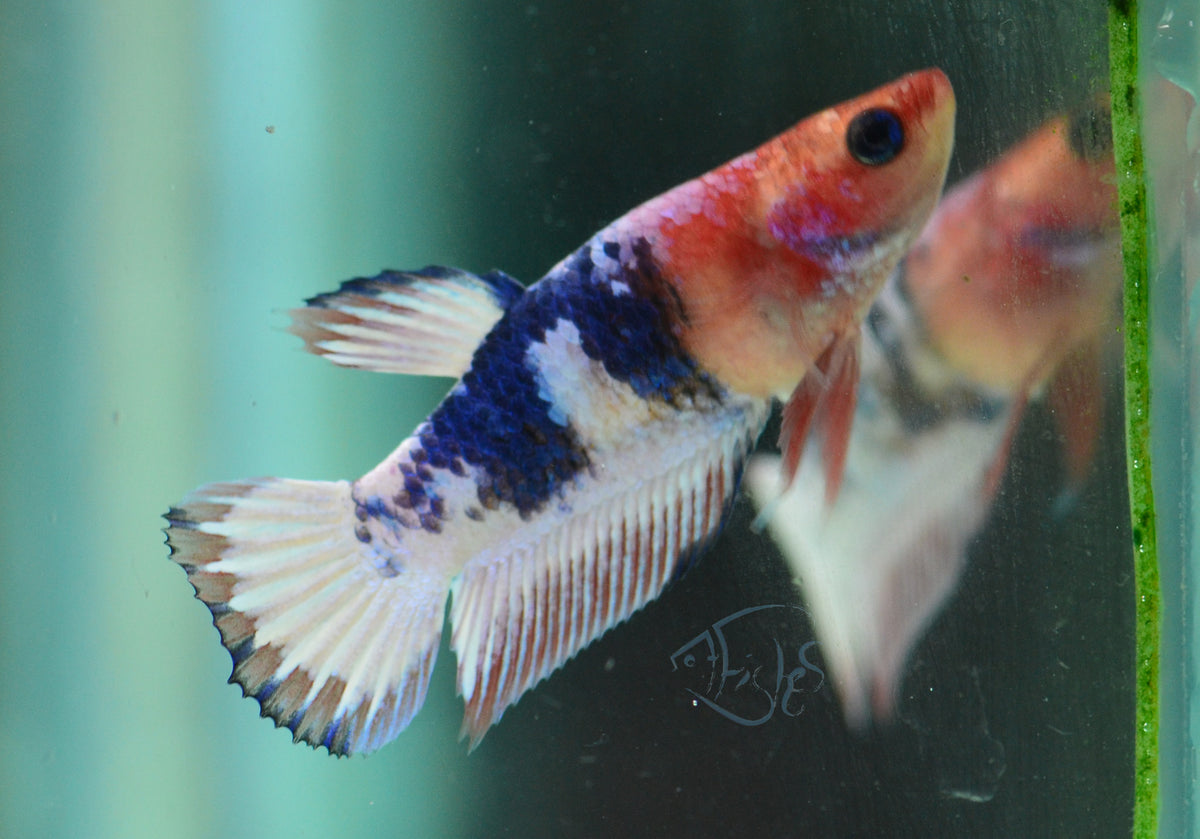Pastel Fancy Plakat Female