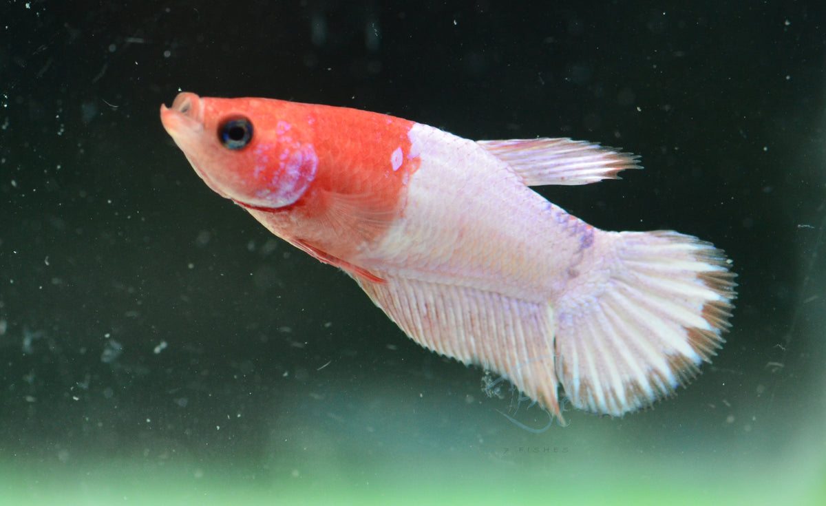 Orange Fancy Plakat Female