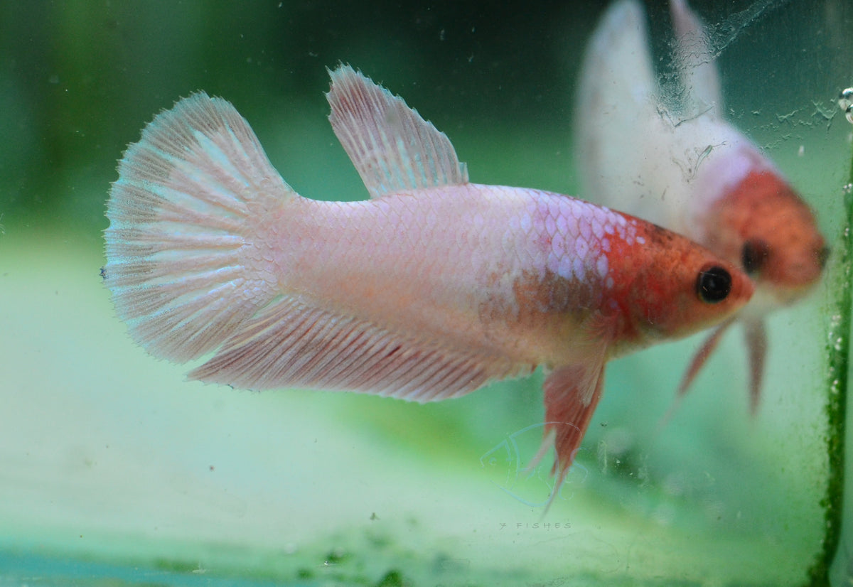 Orange Fancy Plakat Female