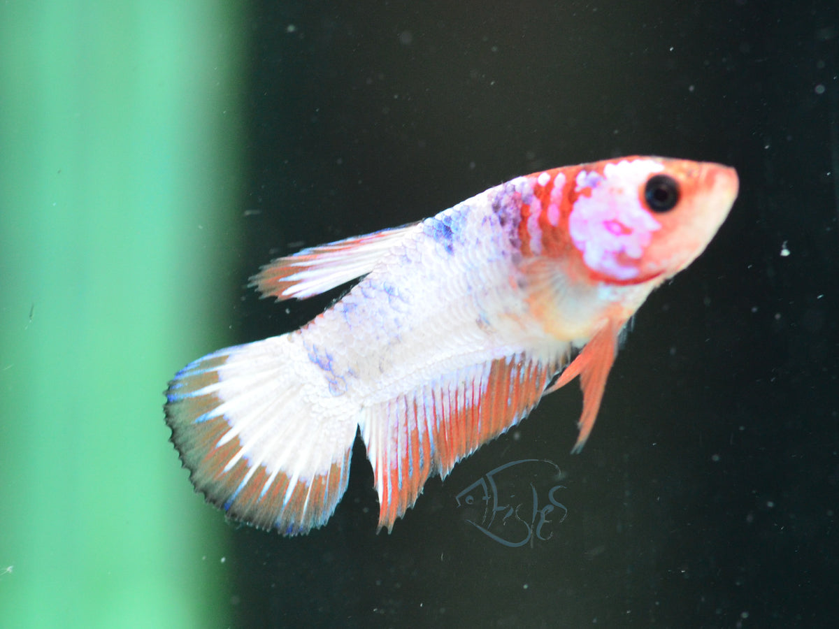 Orange Fancy Plakat Female