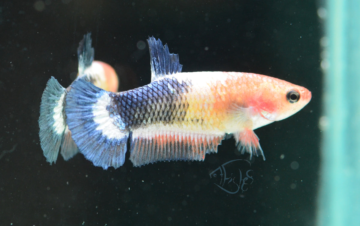 Marble Fancy Plakat Female