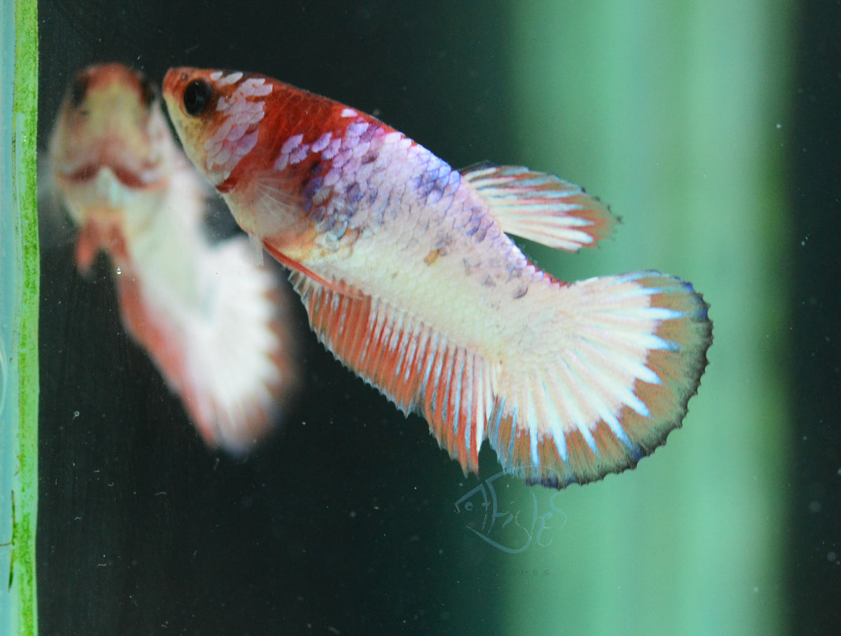 Pastel Fancy Plakat Female