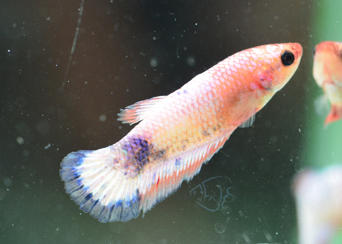 Pastel Fancy Plakat Female