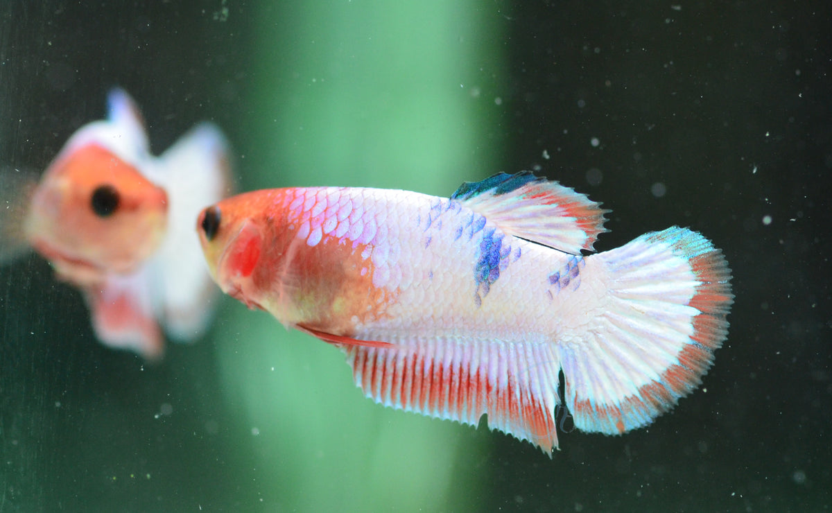Pastel Fancy Plakat Female