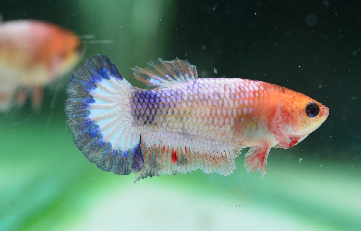 Pastel Fancy Plakat Female