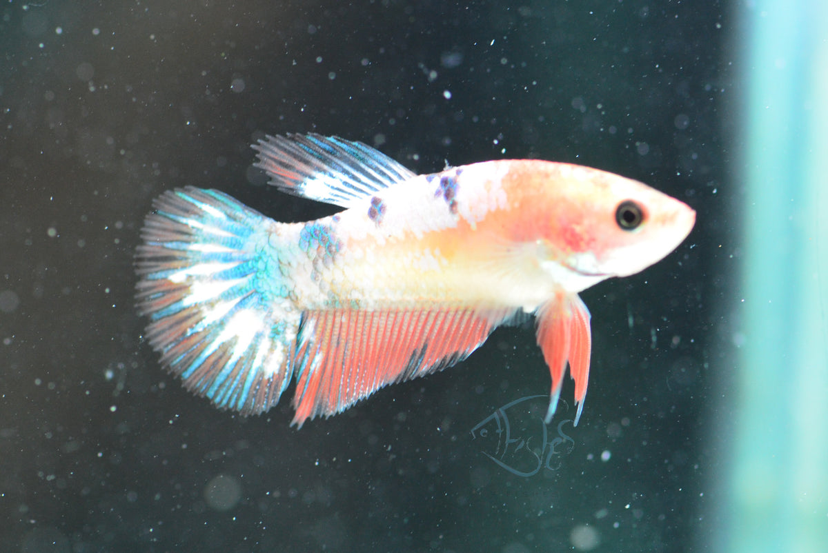 Fancy Plakat Female