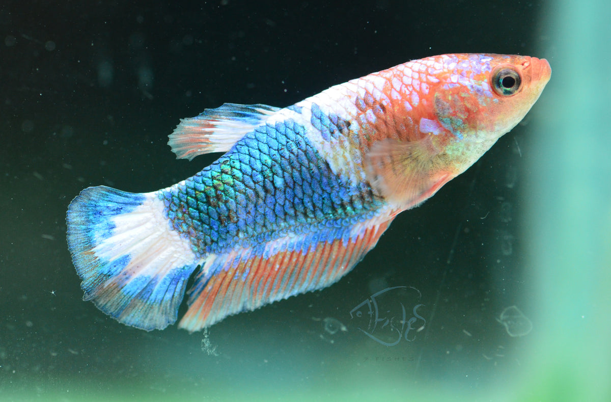 Fancy Plakat Female