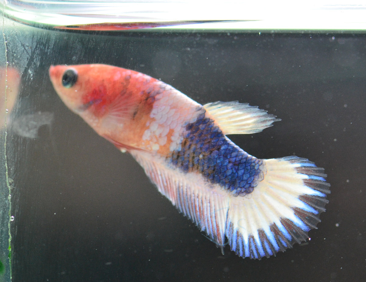 Pastel Fancy Plakat Female