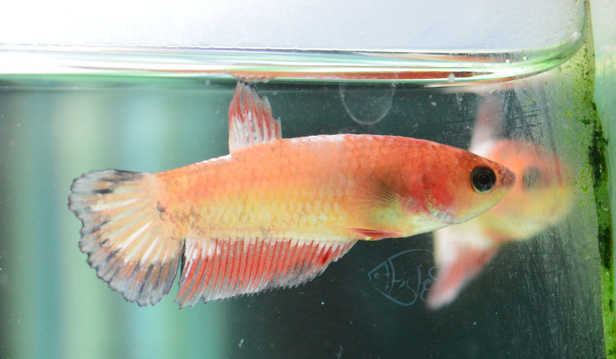 Orange Fancy Plakat Female
