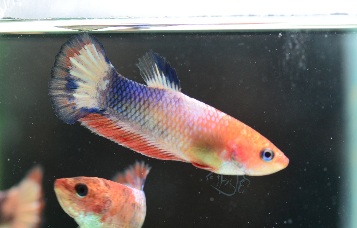 Orange Fancy Plakat Female